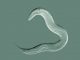 Ein Fadenwurm der Art Caenorhabditis elegans. (Science@NASA)
