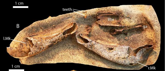 Das Exemplar von Gogoselachus lynbeazleyae WAM 09.6.145 aus der Gogo-Formation in Western Australia während der frühen Präparationsphase. (Long et al. / PloS ONE)