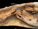 Das Exemplar von Gogoselachus lynbeazleyae WAM 09.6.145 aus der Gogo-Formation in Western Australia während der frühen Präparationsphase. (Long et al. / PloS ONE)