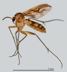 Ein ausgewachsenes Weibchen der Pilzmückenart Neoempheria puncticoxa. (Pensoft / Oliveira S. et al. / CC BY 4.0)