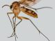 Ein ausgewachsenes Weibchen der Pilzmückenart Neoempheria puncticoxa. (Pensoft / Oliveira S. et al. / CC BY 4.0)