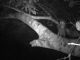 Dieser Schnappschuss einer Kamerafalle zeigt ein Stachelschwein in den Baumkronen in der Lower Urubamba Region in Peru. (Gregory et al. / Pensoft / CC BY 4.0)