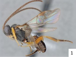 Ein Exemplar der Wespenart Microplitis adrianguadamuzi. (Pensoft / Fernandez-Triana & Whitfield / CC BY 4.0)