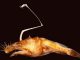 Ein weibliches Exemplar der neu entdeckten Anglerfischspezies. (Dr. Theodore Pietsch, University of Washington)