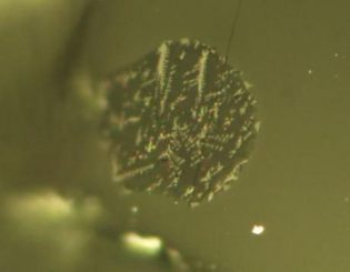 Winzige Stückchen geschmolzenen Magmas wurden in kleinen Olivinkristallen eingeschlossen und bewahrten Hinweise auf flüchtige Gase. (Saal Lab / Brown University)