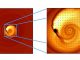 Diese Simulation hilft bei der Erklärung eines seltsamen Lichtsignals, das vermutlich von einem engen Paar verschmelzender Schwarzer Löcher stammt. Das System ist etwa 3,5 Milliarden Lichtjahre entfernt. (Zoltan Haiman, Columbia University)