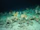 Ein Bild eines neu entdeckten Korallenriffs in 813 Metern Tiefe. (Plymouth University, Galway University, Cefas, Marine Institute Ireland)
