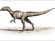 Illustration des neu beschriebenen Dinosauriers Dracoraptor hanigani. (Artwork by Bob Nichols (paleocreations.com), CC-BY-3.0)