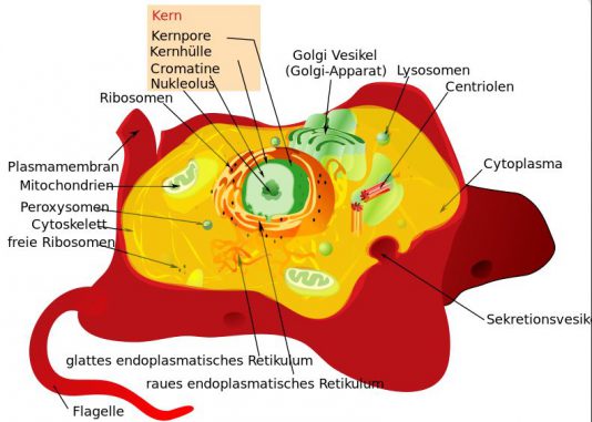 Schematischer Aufbau einer Tierzelle, die zu den eukaryotischen Zellen zählt. (Wikipedia / Mariana Ruiz / gemeinfrei)