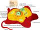 Schematischer Aufbau einer Tierzelle, die zu den eukaryotischen Zellen zählt. (Wikipedia / Mariana Ruiz / gemeinfrei)