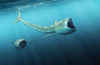 Künstlerische Darstellung zweier Exemplare aus der Gattung Rhinconichthys bei der Nahrungsaufnahme. (Image by Robert Nicholls)