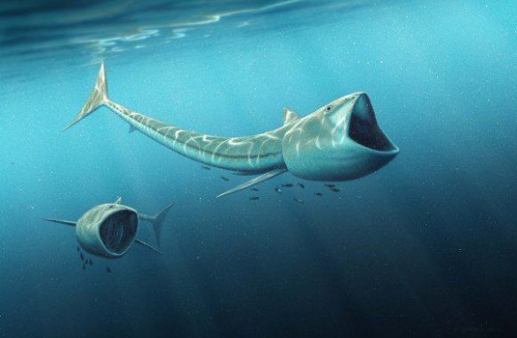 Künstlerische Darstellung zweier Exemplare aus der Gattung Rhinconichthys bei der Nahrungsaufnahme. (Image by Robert Nicholls)