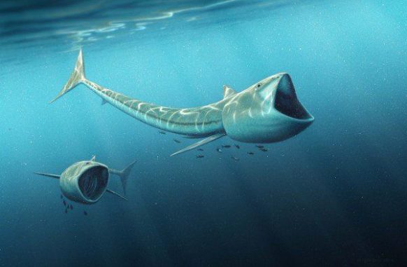 Künstlerische Darstellung zweier Exemplare aus der Gattung Rhinconichthys bei der Nahrungsaufnahme. (Image by Robert Nicholls) Künstlerische Darstellung zweier Exemplare aus der Gattung Rhinconichthys bei der Nahrungsaufnahme. (Image by Robert Nicholls)