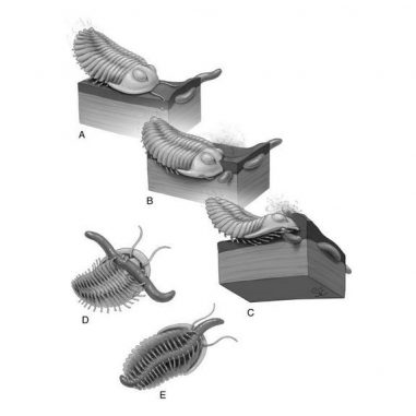 Ein Trilobit erkennt den Grabgang eines Wurms durch Sicht und möglicherweise durch den Geruch, dann gräbt er nach unten und greift seine Beute mit seinen vielen Beinen. (Stacy Turpin Cheavens of the Department of Orthopaedic Surgery, University of Missouri)