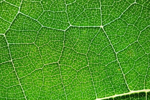 Die Photosynthese läuft in den Chloroplasten von Pflanzenzellen ab. Das eingelagerte Chlorophyll verleiht ihnen die grüne Farbe. (NASA)