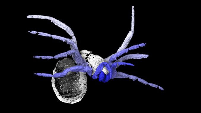 Das Fossil von Idmonarachne brasieri als 3D-Scan. (Garwood et al 2016 / Museum National dHistoire Naturelle, Paris) Das Fossil von Idmonarachne brasieri als 3D-Scan. (Garwood et al 2016 / Museum National dHistoire Naturelle, Paris)
