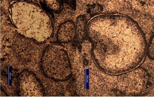 Spherulen in einem Bohrkern aus Marble Bar im Nordwesten Australiens deuten auf einen großen Asteroideneinschlag in der Frühzeit der Erde hin. (Image: A. Glikson) Spherulen in einem Bohrkern aus Marble Bar im Nordwesten Australiens deuten auf einen großen Asteroideneinschlag in der Frühzeit der Erde hin. (Image: A. Glikson)