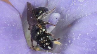 Ein Exemplar der australischen Bienenart Ceratina australensis. (Marc Newman / PaDIL / CC-BY-3.0 AU)