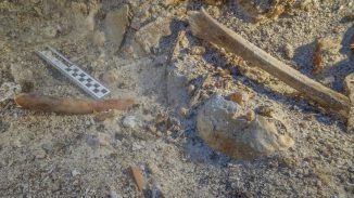 Skelettüberreste an Ort und Stelle am Schiffswrack von Antikythera. Es handelt sich um einen Schädel und Langknochen von Arm und Bein. (Photo by Brett Seymour, EUA / WHOI / ARGO)