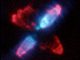 Der Egg-Nebel im Infrarotlicht, aufgenommen vom Hubble-Teleskop (Rodger Thompson, Marcia Rieke, Glenn Schneider, Dean Hines (University of Arizona); Raghvendra Sahai (Jet Propulsion Laboratory); NICMOS Instrument Definition Team, and NASA)