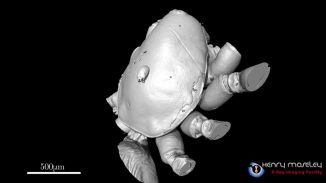 CT-Aufnahme der Milbe auf dem Rücken der Spinne (Henry Moseley X-ray Imaging Facility, School of Materials, University of Manchester)