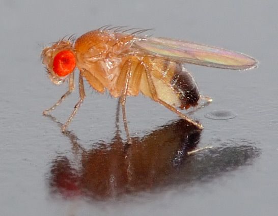 Ein männliches Exemplar der Art Drosophila melanogaster (Wikipedia Commons / André Karwath / CC BY-SA 2.5)