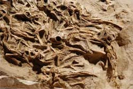 Jungtiere der Art Protoceratops andrewsi in ihrem Newst (Photo courtesy of Dr. Kh. Tsogtbaatar) Jungtiere der Art Protoceratops andrewsi in ihrem Newst (Photo courtesy of Dr. Kh. Tsogtbaatar)