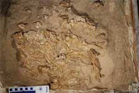 Das neu entdeckte Nest mit Jungtieren (Photo courtesy of Dr. Kh. Tsogtbaatar)