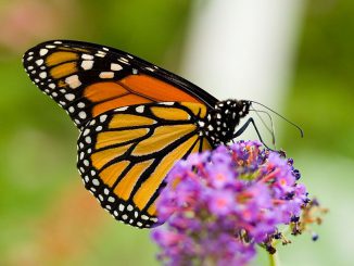 Der Monarchfalter Danaus plexippus. (Wikipedia / User: Richiebits / gemeinfrei)