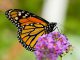 Der Monarchfalter Danaus plexippus. (Wikipedia / User: Richiebits / gemeinfrei)