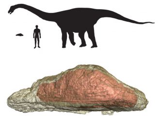 Größenvergleich zwischen dem Osteoderm des Rapetosaurus, dem Dinosaurier selbst und einem Menschen (Macalester College)