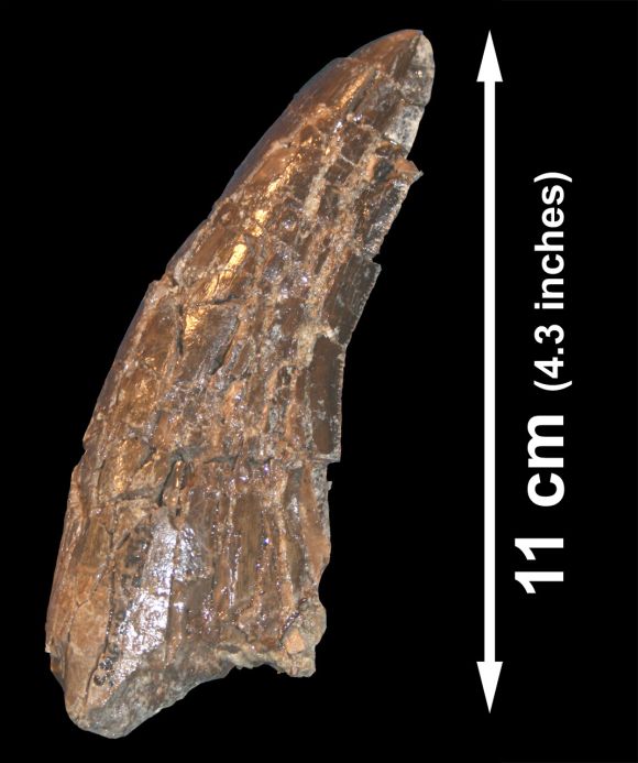 Dieser Zahn eines Tyrannosaurus wurde zusammen mit Knochen eines Alamosaurus gefunden, was beweist, dass beide Spezies in demselben Ökosystem koexistiert haben (Image Courtesy of Denver Fowler)