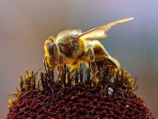 Eine Honigbiene sammelt Pollen. (Wikipedia / User: Jon Sullivan / gemeinfrei)