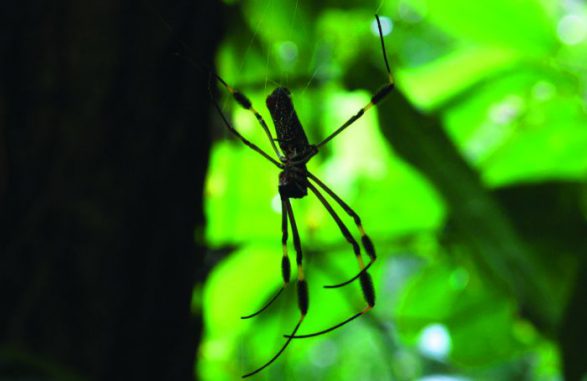 Nephila clevipes (Photo: Pamela Belding) Nephila clevipes (Photo: Pamela Belding)