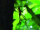 Nephila clevipes (Photo: Pamela Belding)