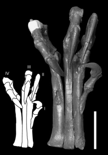 Das mag wie eine Hand aussehen, aber es ist der Fuß eines Deinonychus während er zugreift (Image by Denver Fowler)