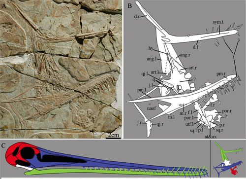 Pterofiltrus qiui: Fotografie (A), Zeichnung aller gefundenen Skelettelemente (B) und eine Illustration des Schädels mit den vorhandenen Komponenten (C) (Image by JIANG Shunxing)