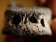Dieser 1.000 Jahre alte Knochen wurde von Brucellose befallen (Photo by G.L. Kohuth)