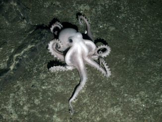 Ein neu entdecktes Exemplar einer noch unidentifizierten Oktopusspezies (Image courtesy of University of Oxford)
