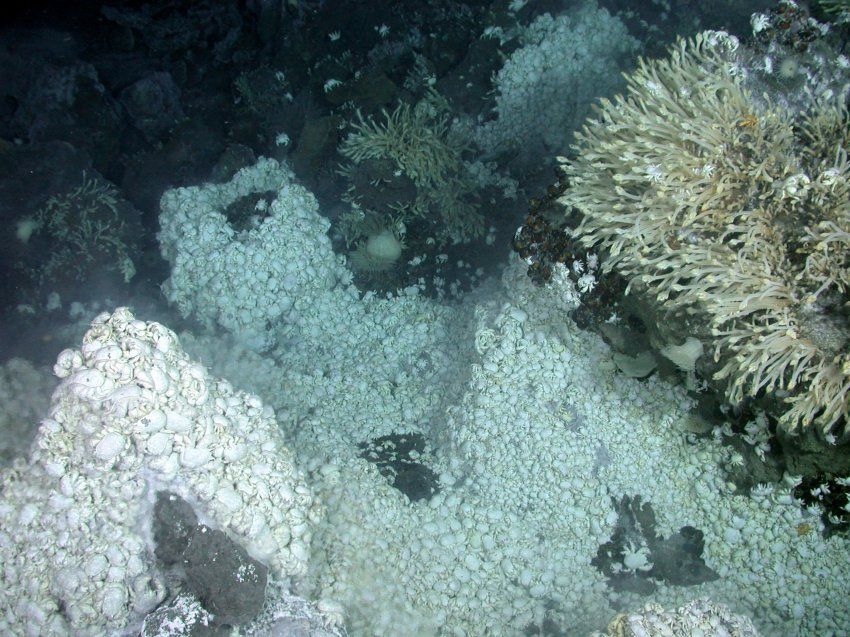 Eine Kolonie von Yeti-Krabben in der Umgebung hydrothermaler Schlotte (Oxford University)