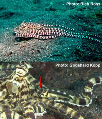 Der Mimic Octopus und der kaum erkennbare Harlekin-Kieferfisch (Rich Ross / Godehard Kopp) Der Mimic Octopus und der kaum erkennbare Harlekin-Kieferfisch (Rich Ross / Godehard Kopp)