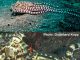 Der Mimic Octopus und der kaum erkennbare Harlekin-Kieferfisch (Rich Ross / Godehard Kopp)