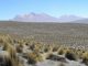 Eines der von den Forschern untersuchten Trockengebiete war diese Region in Peru (David Eldridge et al.)