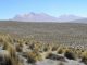Eines der von den Forschern untersuchten Trockengebiete war diese Region in Peru (David Eldridge et al.)