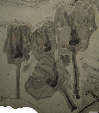 Vier fossile Exemplare von Siphusauctum gregarium (Royal Ontario Museum)