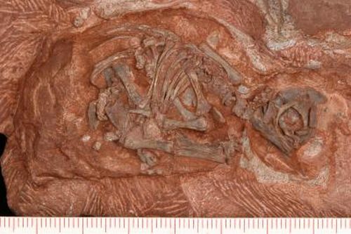 Nahaufnahme eines Embryos des Prosauropoden Massospondylus. Der Kopf wurde nach dessen Tod durch Faulgase aus dem Ei heraus gedrückt. (Photo by D. Scott) Nahaufnahme eines Embryos des Prosauropoden Massospondylus. Der Kopf wurde nach dessen Tod durch Faulgase aus dem Ei heraus gedrückt. (Photo by D. Scott)