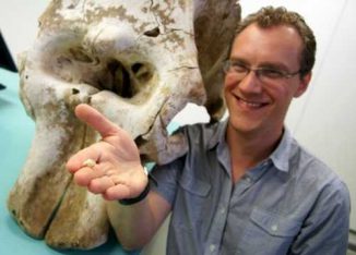 Dr. Alistair Evans mit einem Elefantenschädel im Hintergrund und dem Schädel einer Maus in der Hand (Monash University)