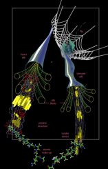 Hierarchische Struktur der Spinnenseide (Zina Deretsky (National Science Foundation), in collaboration with S. Cranford, G. Bratzel and M. J. Buehler (MIT), and Rihcard C. Yu and Andaluz Yu of Green Pacific Biologicals)