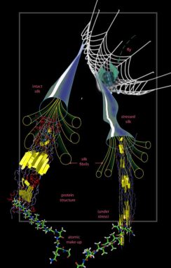 Hierarchische Struktur der Spinnenseide (Zina Deretsky (National Science Foundation), in collaboration with S. Cranford, G. Bratzel and M. J. Buehler (MIT), and Rihcard C. Yu and Andaluz Yu of Green Pacific Biologicals) Hierarchische Struktur der Spinnenseide (Zina Deretsky (National Science Foundation), in collaboration with S. Cranford, G. Bratzel and M. J. Buehler (MIT), and Rihcard C. Yu and Andaluz Yu of Green Pacific Biologicals)