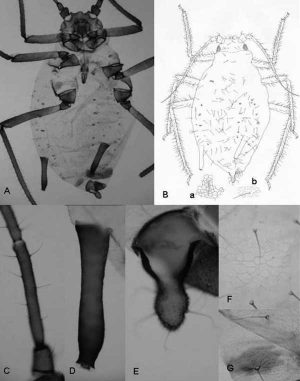 Rhopalosiphum chusqueae: A) und B) Habitus; C) Antennensegment III; D) Siphunculus; E) Cauda; F) und B-a) Details des 3. Abdominalsegments; G) und B-b) Details des 8. Abdominalsegments (Nicolás Pérez Hidalgo / Zookeys)